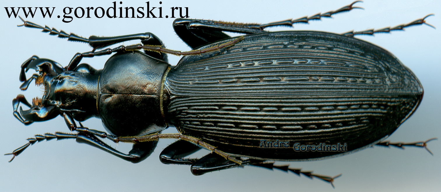 http://www.gorodinski.ru/carabus/Apotomopterus protenes szetschuanus.jpg